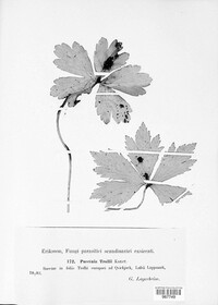 Puccinia trollii image